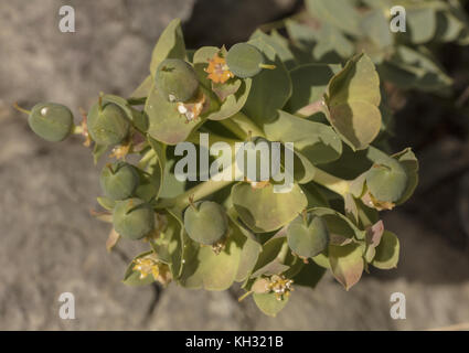 Euphorbia myrsinites, Breitblättrigen Glaucous-wolfsmilch, Obst, Mittelmeer Kroatien. Stockfoto