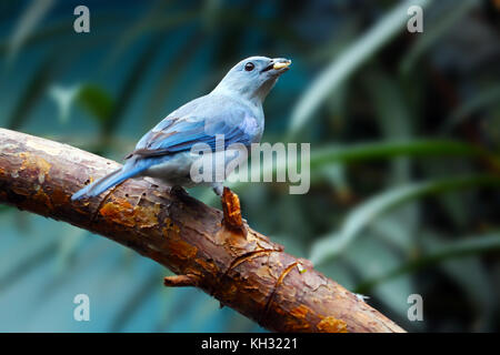 Blau-grau tanager Vogel Holding ein Stück Obst in seinem Schnabel sitzt auf einem Ast Stockfoto