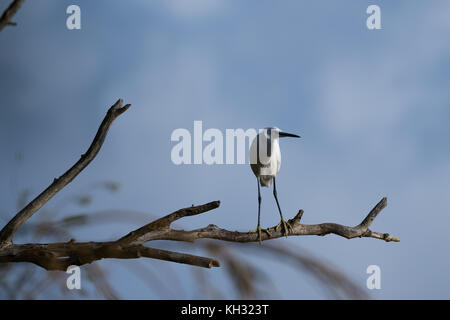 Seidenreiher auf einem Ast sitzend, Wicksteed Park Stockfoto