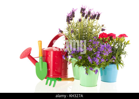 Lavendel stoechas und Dianthus in blau Blumentopf auf weißem Hintergrund Stockfoto