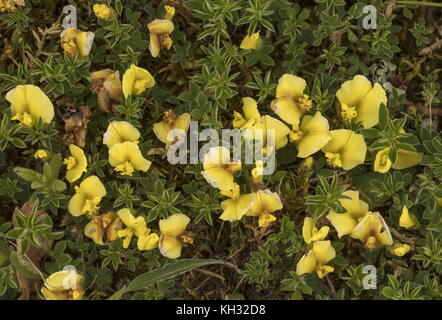 Behaarte Ginster, Cytisus hirsutus Subsp polytrichus in Blume,Kroatien. Stockfoto