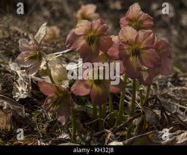 Christrose, Helleborus niger, in der Blume im späten Winter in den Julischen Alpen in Slowenien. Stockfoto