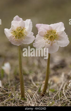 Christrose, Helleborus niger, in der Blume im späten Winter in den Julischen Alpen in Slowenien. Stockfoto