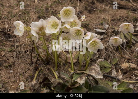 Christrose, Helleborus niger, in der Blume im späten Winter in den Julischen Alpen in Slowenien. Stockfoto