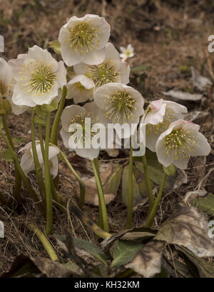 Christrose, Helleborus niger, in der Blume im späten Winter in den Julischen Alpen in Slowenien. Stockfoto