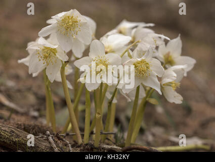 Christrose, Helleborus niger, in der Blume im späten Winter in den Julischen Alpen in Slowenien. Stockfoto