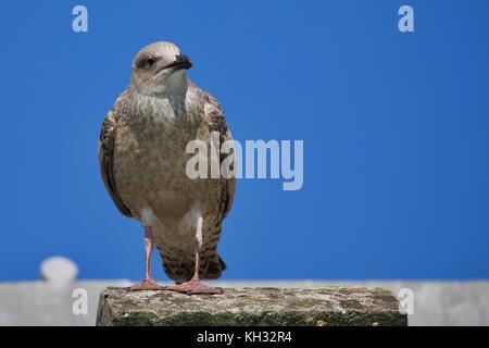 Gull-mantelmöwe (Larus marinus) Stockfoto