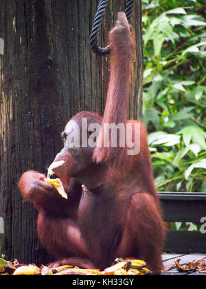 Männliche bornesischen Orang-utan (Pongo pygmaeus) bei der Fütterung Plattform an, sepilok orangutan Rehabilitation Centre, Sabah, Borneo, Malaysia Stockfoto