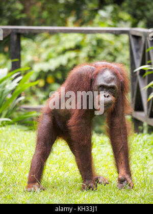 Bornesischen Orang-utan (Pongo pygmaeus), Sepilok Orangutan Rehabilitation Centre, Sabah, Borneo, Malaysia Stockfoto