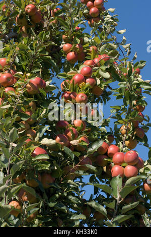 Braeburn Äpfel in einem Obstgarten in ländlichen Neuseeland eine Vielzahl gibt, die in den 1950er Jahren entwickelt. Stockfoto