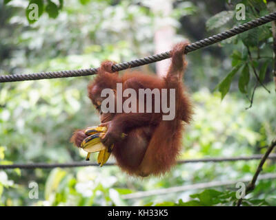 Bornesischen Orang-utan (Pongo pygmaeus), sepilok orangutan Rehabilitation Centre, Sabah, Borneo, Malaysia eine Banane essen während der Übergabe von einem Kabel Stockfoto