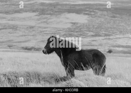 Ein einsamer Exmoor Pony auf Moorland in der exford Bereich Stockfoto