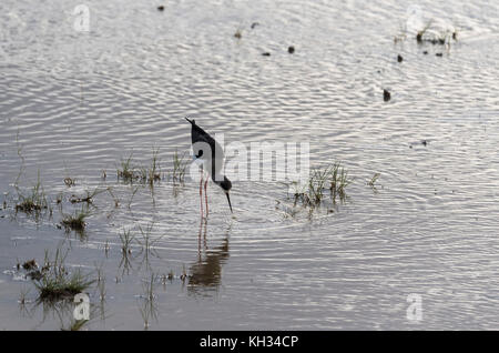 Black-Winged Stelzenläufer (Himantopus himantopus) Ernährung Stockfoto