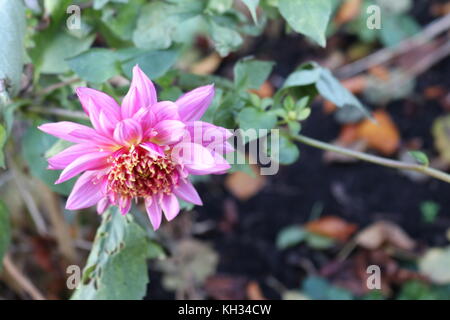 Herbstblumen Stockfoto