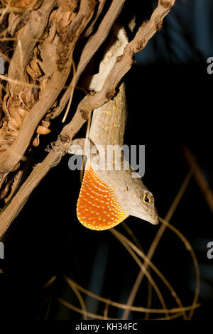 Braun, anole Anolis sagrei, anzeigen. AKA Cuban Brown Anole Stockfoto