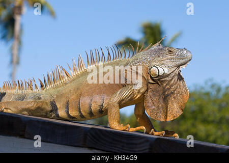 Leguan Stockfoto