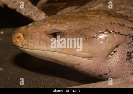 Blue-tongued Skink, Tiliqua rugosa Stockfoto