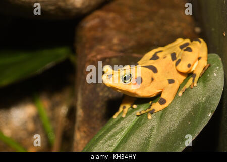 Die panamasche Golden Frog (Atelopus zeteki) ist eine stark gefährdete Frosch, die endemisch in Panama ist. Stockfoto