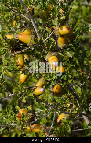 In der Nähe von Laub und Eicheln von Steineichen, Quercus ilex rotundifolia subsp. Malaga, Andalusien, Spanien Stockfoto