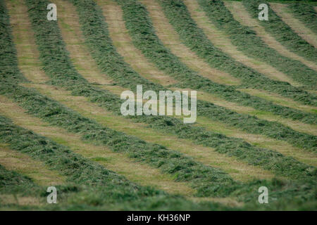 Frisches Heu in einem Feld Stockfoto