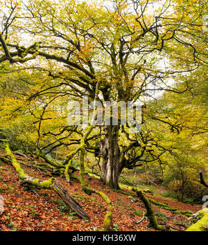 Riesige Buche im Herbst - Asturien, Spanien Stockfoto