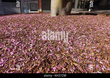 Blühende silk floss Tree, Blumen, die Masse der Glasschlacke Seide Baum, Ceiba Speciosa, Malaga, Spanien. Stockfoto