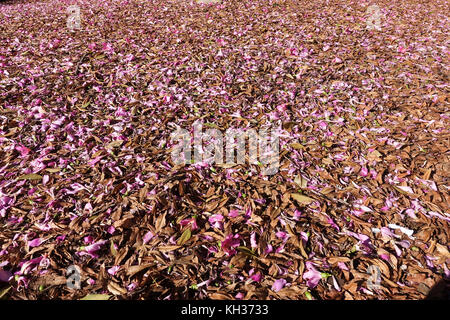 Blühende silk floss Tree, Blumen, die Masse der Glasschlacke Seide Baum, Ceiba Speciosa, Malaga, Spanien. Stockfoto