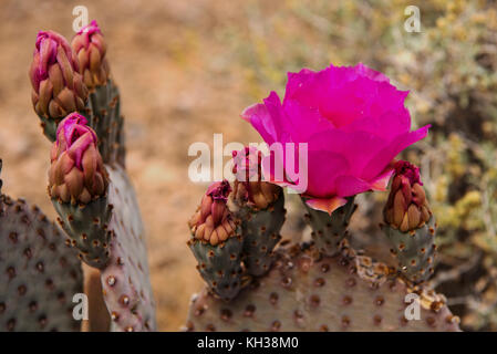 Magenta-farbene Blumen auf einem Kaktus in der Wüste in der Nähe Der Tal des Feuers Staatspark in Nevada, USA Stockfoto