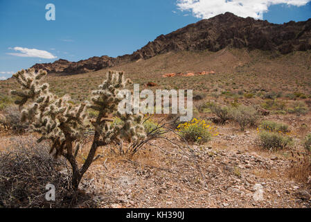 Kaktus in der Wüste unter strahlend blauem Himmel in der Nähe von Valley of Fire State Park, Nevada Stockfoto