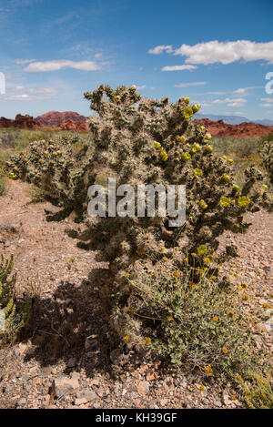 Grüne blühende Kakteen im Valley of Fire State Park Stockfoto