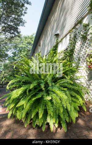 Toronto Ontario Kanada - eine sehr große Boston Farn, Nephrolepis exaltata, oft als Zimmerpflanze hier in Edwards Gärten gesehen ist Stockfoto