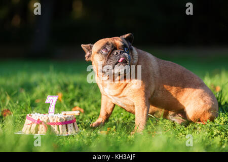 Bild von einer französischen Bulldogge Essen von einer Geburtstagstorte Stockfoto