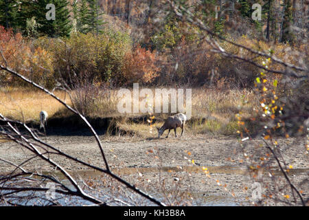 Ein Schaf weidet an einem Teich oder See in den Rocky Mountains im Herbst Farben Stockfoto