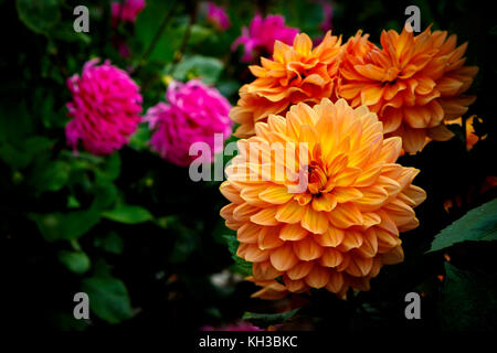 Mehrere orange und rosa Dahlien mit grünen Blättern im Hintergrund Stockfoto