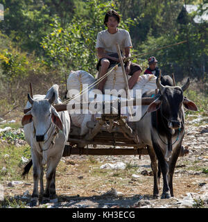 Ox und Warenkorb Transport in der Nähe eines Dorfes am Ufer des Inle Lake im Staat Shan in Myanmar (Birma) Stockfoto