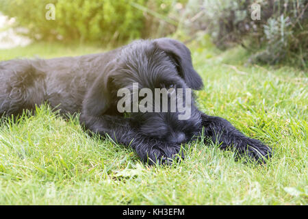 Welpen von riesigen Schwarzen Schnauzer Hund liegt auf dem Rasen schön in die Kamera schaut. Stockfoto