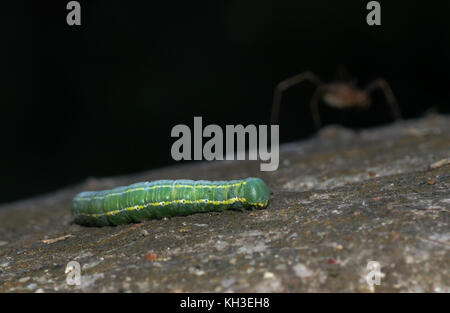 Eine Raupe auf einem alten Brunnen im Wald. Stockfoto