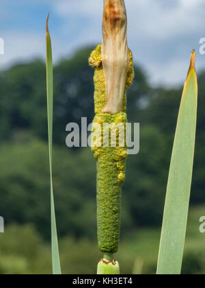 Pollen bilden auf Blume Leiter mehr Reed-Mace/Cat's-Rückleuchten Typha latifolia. Stockfoto