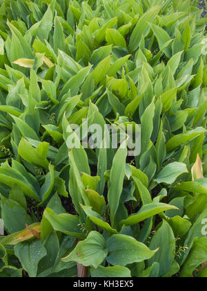 Laub von Maiglöckchen/Convallaria majalis. Stockfoto