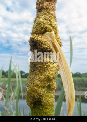 Pollen bilden auf Blume Leiter mehr Reed-Mace/Cat's-Rückleuchten Typha latifolia. Stockfoto