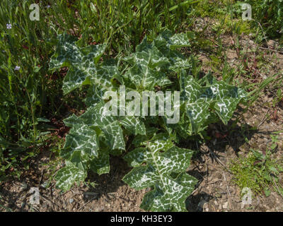 Laub von Mariendistel/Silybum marianum, die einst in der Kräutermedizin verwendet wurde. Blätter können auch gekocht gegessen, einmal kribbelt entfernt wurden. Stockfoto