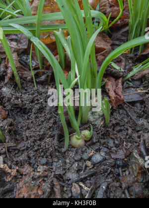 Glühbirnen und Gras - wie Blätter von Three-Cornered Porree/Allium triquetrum. Essbar und schmeckt ein bisschen wie Knoblauch, Schnittlauch. Stockfoto