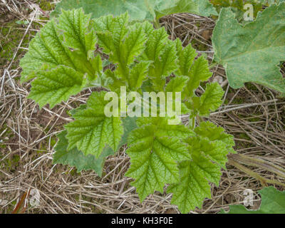 Junge Prospekt der Scharfkraut/Cow Parsnip/Heracleum sphondylium. Das ist die Pflanze, die Fälle von Verbrennungen, wenn die sap erhält auf der Haut in der Sonne. Stockfoto