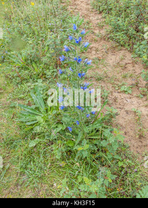 Blühende Muster der Viper - bugloss/Echium vulgare im sandigen Boden wächst. Heilpflanze einmal in pflanzliche Heilmittel verwendet. Stockfoto
