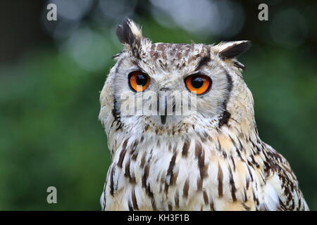 Die Augen haben es! Eurasischen Uhu, Bubo bubo, Walworth Castle Raubvögel; Darlington. Großbritannien Stockfoto