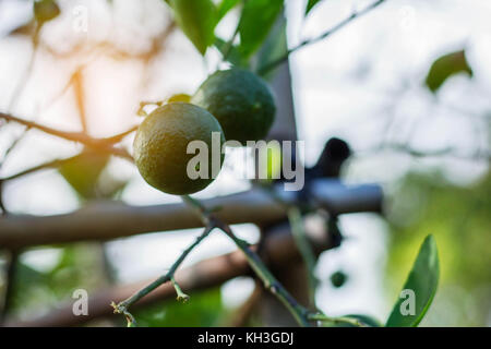 Zitrone auf Baum mit Sonnenlicht am Abend. Stockfoto