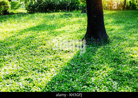 Bäume und Schatten auf dem Rasen im Park. Stockfoto