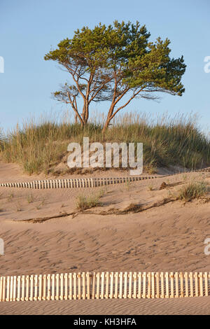 Dünenstrand in Finnland. yyteri. Sommerferien. Vertikale Stockfoto