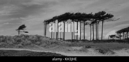 Windgepeitschte Kiefern auf fromby Sanddünen Stockfoto