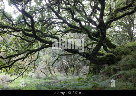 Alte Eiche in Wales an der Ty canol Woods Stockfoto